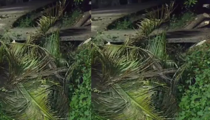 ശക്തമായ കാറ്റിൽ തെങ്ങ് ഒടിഞ്ഞ് വീണതും ഉഗ്ര ശബ്ദം; തൊട്ടടുത്ത പറമ്പിൽ നിന്ന കുട്ടികളുടെ ദേഹത്തേക്ക് പതിച്ച് പരിക്ക്; സംഭവം തൃശൂരിൽ