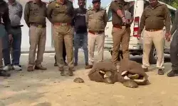 വന്യജീവികളെ കടത്തുന്ന സംഘം ഉത്തര്‍പ്രദേശില്‍ അറസ്റ്റില്‍; 74 അപൂര്‍വ ആമകളെ കണ്ടെത്തി