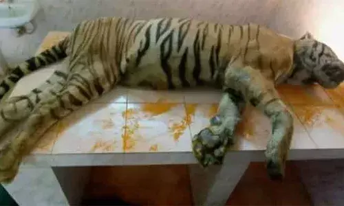 തൃശൂര്‍ മൃഗശാലയില്‍ കടുവയെ കൂട്ടില്‍ ചത്ത നിലയില്‍ കണ്ടെത്തി; മരിച്ചത് ഹൃഷിരാജ് എന്ന ആണ്‍ കടുവ