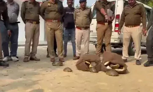 വന്യജീവികളെ കടത്തുന്ന സംഘം ഉത്തര്‍പ്രദേശില്‍ അറസ്റ്റില്‍; 74 അപൂര്‍വ ആമകളെ കണ്ടെത്തി