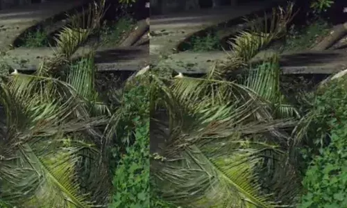 ശക്തമായ കാറ്റിൽ തെങ്ങ് ഒടിഞ്ഞ് വീണതും ഉഗ്ര ശബ്ദം; തൊട്ടടുത്ത പറമ്പിൽ നിന്ന കുട്ടികളുടെ ദേഹത്തേക്ക് പതിച്ച് പരിക്ക്; സംഭവം തൃശൂരിൽ