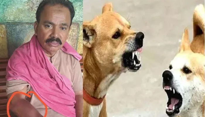 ഒരു കല്യാണത്തിന് പങ്കെടുത്ത് വീട്ടിലേക്ക് മടക്കം; സ്‌കൂട്ടറിന് പിന്നാലെ കടിക്കാൻ ഓടിച്ച് തെരുവ് നായക്കൂട്ടം; റോഡിൽ തെറിച്ചുവീണ് യാത്രക്കാരന് പരിക്ക്; രക്ഷപ്പെട്ടത് ഭാഗ്യം കൊണ്ട്