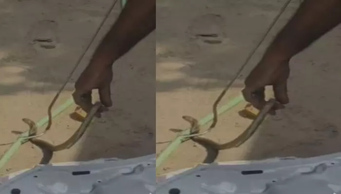 നിർത്തിയിട്ട കാറിന്റെ ബോണറ്റിൽ ഒരു അനക്കം; പരിശോധനയിൽ കിട്ടിയത് കൊടും ഭീകരനെ; കടി കിട്ടാതെ രക്ഷപ്പെട്ടത് ഭാഗ്യം കൊണ്ട്