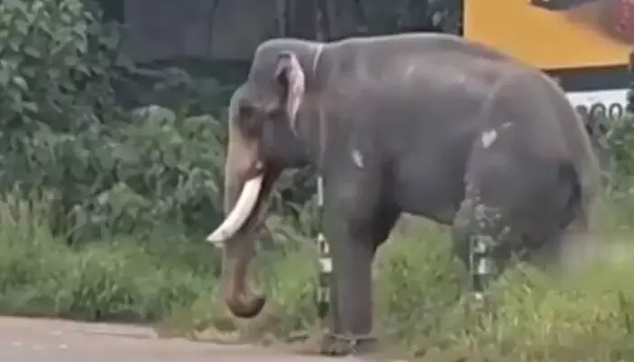 ഉത്സവത്തിനുശേഷം ലോറിയില്‍ തിരികെ കൊണ്ടുപോകുന്നതിനിടെ ആന വിരണ്ടു; പാപ്പാന് കുത്തേറ്റു