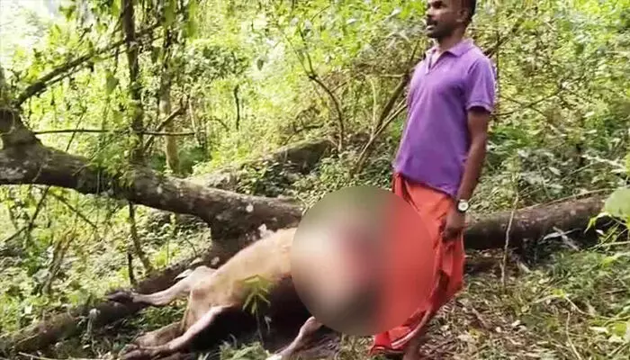 മനുഷ്യ സാന്നിധ്യം ഉണ്ടായിട്ടും പകല് കടുവ ഇറങ്ങി; മൂന്നാറില് നാല് പശുക്കളെ കൊന്നു മനുഷ്യ സാന്നിധ്യം ഉണ്ടായിട്ടും പകല് കടുവ ഇറങ്ങി; മൂന്നാറില് നാല് പശുക്കളെ കൊന്നു