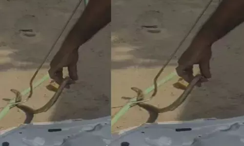 നിർത്തിയിട്ട കാറിന്റെ ബോണറ്റിൽ ഒരു അനക്കം; പരിശോധനയിൽ കിട്ടിയത് കൊടും ഭീകരനെ; കടി കിട്ടാതെ രക്ഷപ്പെട്ടത് ഭാഗ്യം കൊണ്ട്