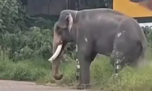 ഉത്സവത്തിനുശേഷം ലോറിയില്‍ തിരികെ കൊണ്ടുപോകുന്നതിനിടെ ആന വിരണ്ടു; പാപ്പാന് കുത്തേറ്റു