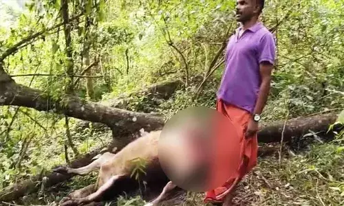 മനുഷ്യ സാന്നിധ്യം ഉണ്ടായിട്ടും പകല്‍ കടുവ ഇറങ്ങി; മൂന്നാറില്‍ നാല് പശുക്കളെ കൊന്നു