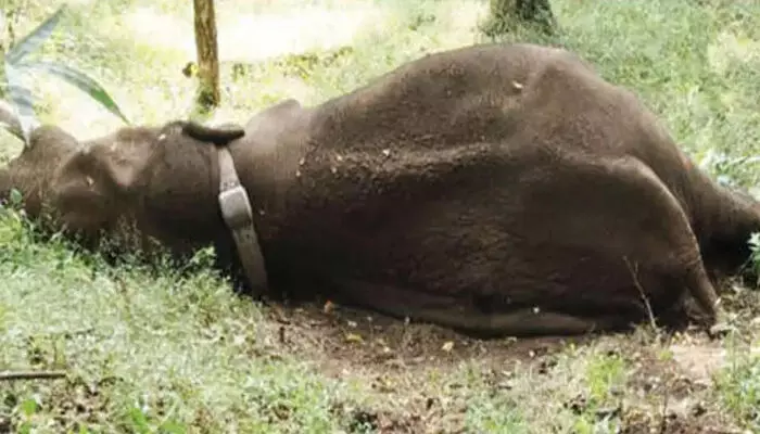 അരുവിയില് വെള്ളംകുടിക്കാന് പോകുന്നതിനിടെ കാല്വഴുതി വീണു; ആനമല കടുവസങ്കേതത്തില് വിട്ട റോളക്സ് കാട്ടാന ചരിഞ്ഞു അരുവിയില് വെള്ളംകുടിക്കാന് പോകുന്നതിനിടെ കാല്വഴുതി വീണു; ആനമല കടുവസങ്കേതത്തില് വിട്ട റോളക്സ് കാട്ടാന ചരിഞ്ഞു