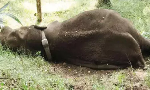 അരുവിയില്‍ വെള്ളംകുടിക്കാന്‍ പോകുന്നതിനിടെ കാല്‍വഴുതി വീണു; ആനമല കടുവസങ്കേതത്തില്‍ വിട്ട റോളക്സ് കാട്ടാന ചരിഞ്ഞു