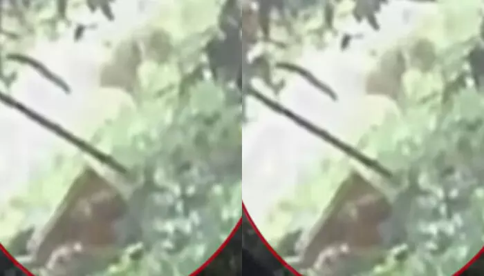 ആദ്യം ചുറ്റുമൊന്ന് പരതി നോക്കി; നേരെ പാഞ്ഞെത്തി പരിഭ്രാന്തിയിൽ തിരിച്ചോടി; തിരുവമ്പാടിയെ വിറപ്പിച്ച് അജ്ഞാത ജീവിയുടെ സാന്നിധ്യം; നാട്ടുകാർ ആശങ്കയിൽ; പ്രദേശത്ത് അതീവ ജാഗ്രത