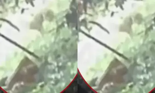 ആദ്യം ചുറ്റുമൊന്ന് പരതി നോക്കി; നേരെ പാഞ്ഞെത്തി പരിഭ്രാന്തിയിൽ തിരിച്ചോടി; തിരുവമ്പാടിയെ വിറപ്പിച്ച് അജ്ഞാത ജീവിയുടെ സാന്നിധ്യം; നാട്ടുകാർ ആശങ്കയിൽ; പ്രദേശത്ത് അതീവ ജാഗ്രത