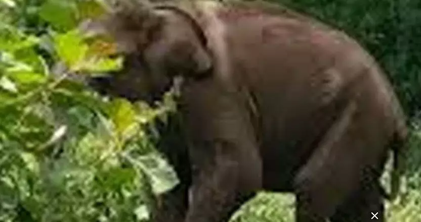 ഇടുക്കി മറയൂര്‍-ചിന്നാര്‍ റോഡില്‍ ഗതാഗതം തടഞ്ഞ് കാട്ടാന; ഒന്നരക്കൊമ്പന്‍ ഭീതി തുടരുന്നു