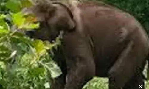 ഇടുക്കി മറയൂര്‍-ചിന്നാര്‍ റോഡില്‍ ഗതാഗതം തടഞ്ഞ് കാട്ടാന; ഒന്നരക്കൊമ്പന്‍ ഭീതി തുടരുന്നു