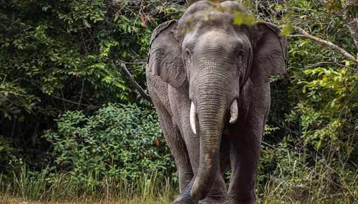 വോട്ട് തേടി മടങ്ങിയ സ്ഥാനാര്ത്ഥിയുടെ വാഹനത്തിന് മുന്നില് കാട്ടാന; രക്ഷപ്പെട്ടത് തലനാരിഴയ്ക്ക് വോട്ട് തേടി മടങ്ങിയ സ്ഥാനാര്ത്ഥിയുടെ വാഹനത്തിന് മുന്നില് കാട്ടാന; രക്ഷപ്പെട്ടത് തലനാരിഴയ്ക്ക്