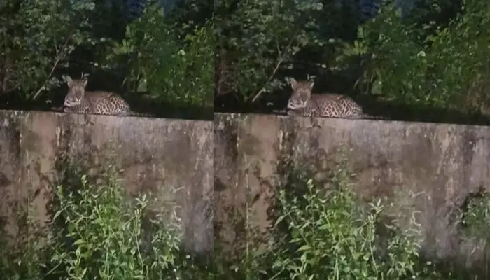 മതിലിൽ ഒരു പൂച്ച കൂളായി ഇരിക്കുന്ന പോലെയൊരു കാഴ്ച; സിസിടിവി ദൃശ്യങ്ങൾ അടക്കം ശേഖരിക്കും; മലമ്പുഴയിൽ പുലിയെ കണ്ടതിനെ തുടര്ന്ന് പരിഭ്രാന്തി; നാട്ടുകാർക്ക് ജാഗ്രത നിർദ്ദേശം മതിലിൽ ഒരു പൂച്ച കൂളായി ഇരിക്കുന്ന പോലെയൊരു കാഴ്ച; സിസിടിവി ദൃശ്യങ്ങൾ അടക്കം ശേഖരിക്കും; മലമ്പുഴയിൽ പുലിയെ കണ്ടതിനെ തുടര്ന്ന് പരിഭ്രാന്തി; നാട്ടുകാർക്ക് ജാഗ്രത നിർദ്ദേശം