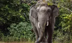 വോട്ട് തേടി മടങ്ങിയ സ്ഥാനാര്ത്ഥിയുടെ വാഹനത്തിന് മുന്നില് കാട്ടാന; രക്ഷപ്പെട്ടത് തലനാരിഴയ്ക്ക് വോട്ട് തേടി മടങ്ങിയ സ്ഥാനാര്ത്ഥിയുടെ വാഹനത്തിന് മുന്നില് കാട്ടാന; രക്ഷപ്പെട്ടത് തലനാരിഴയ്ക്ക്