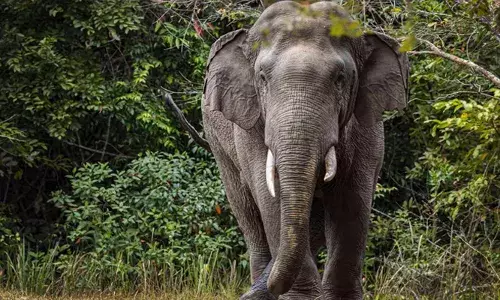വോട്ട് തേടി മടങ്ങിയ സ്ഥാനാര്ത്ഥിയുടെ വാഹനത്തിന് മുന്നില് കാട്ടാന; രക്ഷപ്പെട്ടത് തലനാരിഴയ്ക്ക് വോട്ട് തേടി മടങ്ങിയ സ്ഥാനാര്ത്ഥിയുടെ വാഹനത്തിന് മുന്നില് കാട്ടാന; രക്ഷപ്പെട്ടത് തലനാരിഴയ്ക്ക്