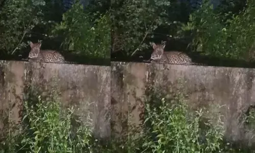 മതിലിൽ ഒരു പൂച്ച കൂളായി ഇരിക്കുന്ന പോലെയൊരു കാഴ്ച; സിസിടിവി ദൃശ്യങ്ങൾ അടക്കം ശേഖരിക്കും; മലമ്പുഴയിൽ പുലിയെ കണ്ടതിനെ തുടര്‍ന്ന് പരിഭ്രാന്തി; നാട്ടുകാർക്ക് ജാഗ്രത നിർദ്ദേശം