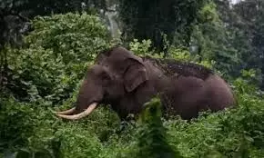 യുവാവിനെ തുമ്പിക്കൈയ്യില്‍ എടുത്തെറിഞ്ഞു; പനമരത്ത് കാട്ടാന ആക്രമണത്തില്‍ യുവാവിന് പരിക്കേറ്റു