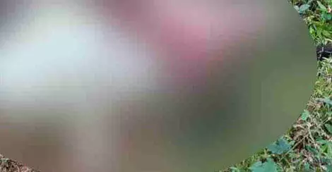 പൊയ്യമലയില്‍ കൂട്ടില്‍ കെട്ടിയിരുന്ന പോത്തിനെ കടുവ കൊന്നു തിന്നു; കൊട്ടിയൂരില്‍ കടുവ ഭീതി ശക്തം