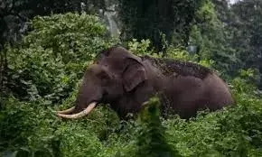 യുവാവിനെ തുമ്പിക്കൈയ്യില്‍ എടുത്തെറിഞ്ഞു; പനമരത്ത് കാട്ടാന ആക്രമണത്തില്‍ യുവാവിന് പരിക്കേറ്റു