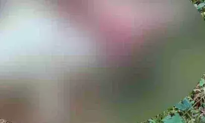 പൊയ്യമലയില്‍ കൂട്ടില്‍ കെട്ടിയിരുന്ന പോത്തിനെ കടുവ കൊന്നു തിന്നു; കൊട്ടിയൂരില്‍ കടുവ ഭീതി ശക്തം