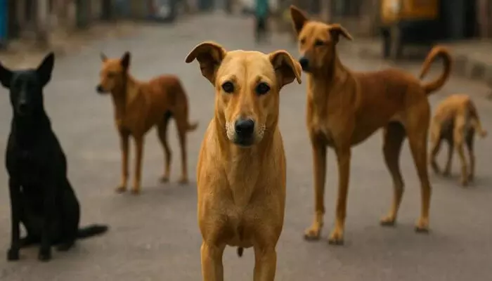 ചോരക്കുഞ്ഞിനെ ഒരു വിരിപോലുമില്ലാതെ കൊടും തണുപ്പില് തെരുവില് ഉപേക്ഷിച്ച് ബന്ധുക്കള്; ശബ്ദമുണ്ടാക്കാതെ രാത്രി മുഴുവന് കാവല് നിന്ന് തെരുവുനായ്ക്കള് ചോരക്കുഞ്ഞിനെ ഒരു വിരിപോലുമില്ലാതെ കൊടും തണുപ്പില് തെരുവില് ഉപേക്ഷിച്ച് ബന്ധുക്കള്; ശബ്ദമുണ്ടാക്കാതെ രാത്രി മുഴുവന് കാവല് നിന്ന് തെരുവുനായ്ക്കള്