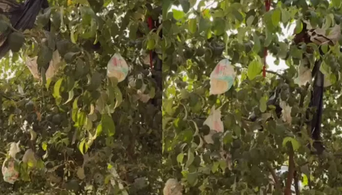 ഒരു വീടിന്റെ മുറ്റത്ത് നിന്ന കൂറ്റൻ മരം; ചില്ലകളിൽ പഴങ്ങൾക്ക് പകരം തൂങ്ങി കിടന്നത് മറ്റൊന്ന്; തൊട്ട് അടുത്ത പറമ്പിലും മനം മടുത്തുന്ന കാഴ്ചകൾ; കണ്ട് സഹികെട്ട് നെറ്റിസൺസ്