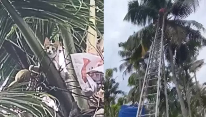 നായ്ക്കള്‍ ആക്രമിക്കാന്‍ ശ്രമിച്ചപ്പോൾ ഓടി തെങ്ങില്‍ കയറി; ഒരു ദിവസം കഴിഞ്ഞിട്ടും താഴെയിറങ്ങാനായില്ല; പൂച്ചയ്ക്ക് രക്ഷകരായി ഫയർ ഫോഴ്സ്