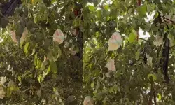 ഒരു വീടിന്റെ മുറ്റത്ത് നിന്ന കൂറ്റൻ മരം; ചില്ലകളിൽ പഴങ്ങൾക്ക് പകരം തൂങ്ങി കിടന്നത് മറ്റൊന്ന്; തൊട്ട് അടുത്ത പറമ്പിലും മനം മടുത്തുന്ന കാഴ്ചകൾ; കണ്ട് സഹികെട്ട് നെറ്റിസൺസ്