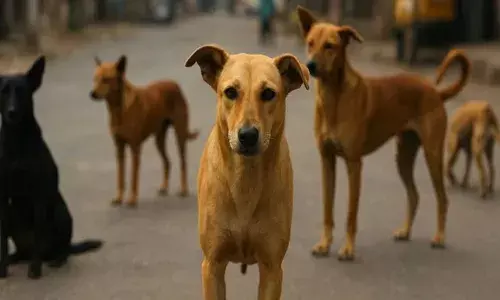 ചോരക്കുഞ്ഞിനെ ഒരു വിരിപോലുമില്ലാതെ കൊടും തണുപ്പില്‍ തെരുവില്‍ ഉപേക്ഷിച്ച് ബന്ധുക്കള്‍; ശബ്ദമുണ്ടാക്കാതെ രാത്രി മുഴുവന്‍ കാവല്‍ നിന്ന് തെരുവുനായ്ക്കള്‍