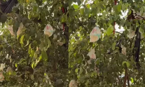 ഒരു വീടിന്റെ മുറ്റത്ത് നിന്ന കൂറ്റൻ മരം; ചില്ലകളിൽ പഴങ്ങൾക്ക് പകരം തൂങ്ങി കിടന്നത് മറ്റൊന്ന്; തൊട്ട് അടുത്ത പറമ്പിലും മനം മടുത്തുന്ന കാഴ്ചകൾ; കണ്ട് സഹികെട്ട് നെറ്റിസൺസ്