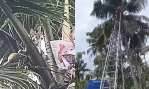 നായ്ക്കള്‍ ആക്രമിക്കാന്‍ ശ്രമിച്ചപ്പോൾ ഓടി തെങ്ങില്‍ കയറി; ഒരു ദിവസം കഴിഞ്ഞിട്ടും താഴെയിറങ്ങാനായില്ല; പൂച്ചയ്ക്ക് രക്ഷകരായി ഫയർ ഫോഴ്സ്
