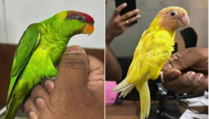 തായ്ലൻഡിൽ നിന്ന് നാട്ടിൽ തിരിച്ചെത്തിയ കുടുംബം; എയർപോർട്ടിൽ വന്നിറിങ്ങിയതും പന്തികേട്; ബാഗ് പരിശോധനയിൽ അതിഥി; കുഞ്ഞി കിളികളെ സേഫാക്കി കസ്റ്റംസ് തായ്ലൻഡിൽ നിന്ന് നാട്ടിൽ തിരിച്ചെത്തിയ കുടുംബം; എയർപോർട്ടിൽ വന്നിറിങ്ങിയതും പന്തികേട്; ബാഗ് പരിശോധനയിൽ അതിഥി; കുഞ്ഞി കിളികളെ സേഫാക്കി കസ്റ്റംസ്