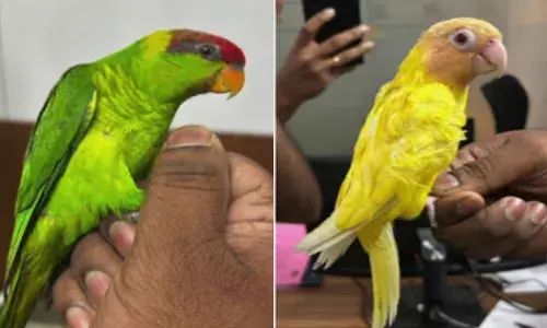 തായ്‌ലൻഡിൽ നിന്ന് നാട്ടിൽ തിരിച്ചെത്തിയ കുടുംബം; എയർപോർട്ടിൽ വന്നിറിങ്ങിയതും പന്തികേട്; ബാഗ് പരിശോധനയിൽ അതിഥി; കുഞ്ഞി കിളികളെ സേഫാക്കി കസ്റ്റംസ്