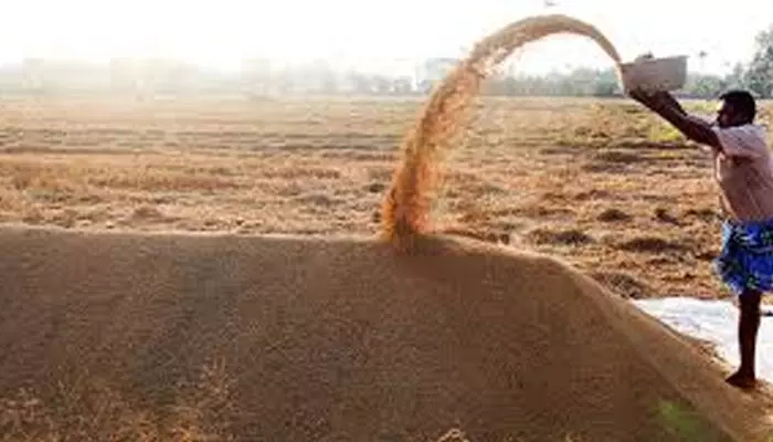 ചാക്ക് ലഭിക്കാത്തതിനാല് വെച്ചൂരില് 500 ടണ് നെല്ല് പാടശേഖരത്ത്; കൃഷിഭവനില് എത്തി പ്രതിഷേധിച്ച് കര്ഷകര് ചാക്ക് ലഭിക്കാത്തതിനാല് വെച്ചൂരില് 500 ടണ് നെല്ല് പാടശേഖരത്ത്; കൃഷിഭവനില് എത്തി പ്രതിഷേധിച്ച് കര്ഷകര്