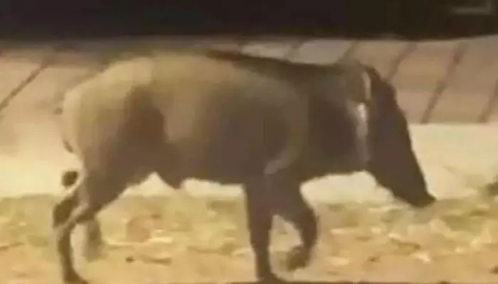 പന്നി ബൈക്കിനു മുന്നിലേക്കു ചാടി; ബൈക്ക് മറിഞ്ഞ് വിദ്യാര്‍ത്ഥിക്ക് പരിക്ക്