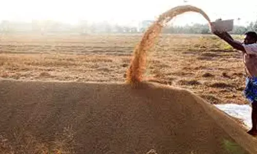 ചാക്ക് ലഭിക്കാത്തതിനാല്‍ വെച്ചൂരില്‍ 500 ടണ്‍ നെല്ല് പാടശേഖരത്ത്; കൃഷിഭവനില്‍ എത്തി പ്രതിഷേധിച്ച് കര്‍ഷകര്‍