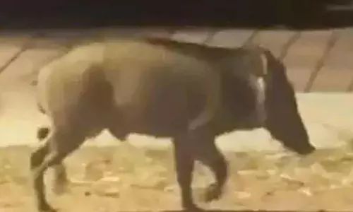 പന്നി ബൈക്കിനു മുന്നിലേക്കു ചാടി; ബൈക്ക് മറിഞ്ഞ് വിദ്യാര്‍ത്ഥിക്ക് പരിക്ക്