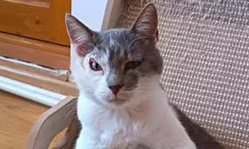 എന്താടാ..മോനെ ഇങ്ങനെ നോക്കണേ..!; ആരെ കണ്ടാലും ഇവൻ സംശയത്തോടെ നോക്കൂ; എപ്പോഴും പുരികമുയർത്തി നോട്ടം; പേടി കാരണം ഏറ്റെടുക്കാൻ ആളില്ലാതെ മാർലിയുടെ ജീവിതം