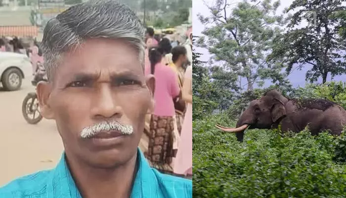 അട്ടപ്പാടി വനത്തില് കാട്ടാന ആക്രമണം; കടുവ സെന്സസിനു പോയ വനംവകുപ്പ് ജീവനക്കാരന് കൊല്ലപ്പെട്ടു അട്ടപ്പാടി വനത്തില് കാട്ടാന ആക്രമണം; കടുവ സെന്സസിനു പോയ വനംവകുപ്പ് ജീവനക്കാരന് കൊല്ലപ്പെട്ടു