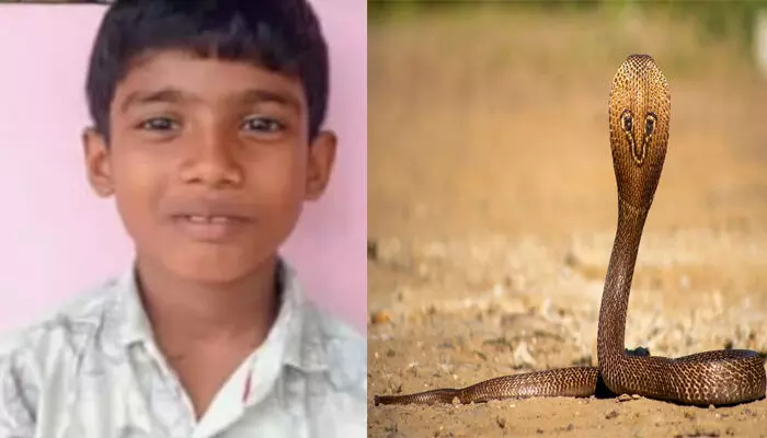 വീടിന്റെ പടിയിൽ കിടന്ന പാമ്പിനെ ശ്രദ്ധിച്ചില്ല; അറിയാതെ ചവിട്ടിയതും കടിയേറ്റു; തിരുവനന്തപുരത്ത് മൂന്നാം ക്ലാസുകാരന് ദാരുണാന്ത്യം; വേദന സഹിക്കാൻ കഴിയാതെ ഉറ്റവർ വീടിന്റെ പടിയിൽ കിടന്ന പാമ്പിനെ ശ്രദ്ധിച്ചില്ല; അറിയാതെ ചവിട്ടിയതും കടിയേറ്റു; തിരുവനന്തപുരത്ത് മൂന്നാം ക്ലാസുകാരന് ദാരുണാന്ത്യം; വേദന സഹിക്കാൻ കഴിയാതെ ഉറ്റവർ