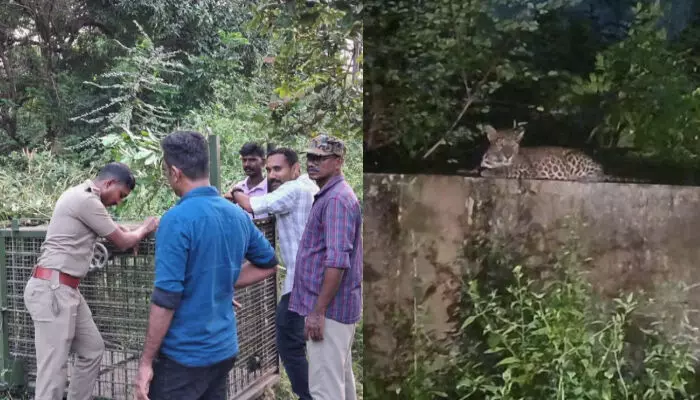 മലമ്പുഴയിലിറങ്ങിയ പുലിയെ പിടികൂടാന്‍ കൂട് സ്ഥാപിച്ചു; രാത്രിയാത്രാ നിയന്ത്രണം തുടരും
