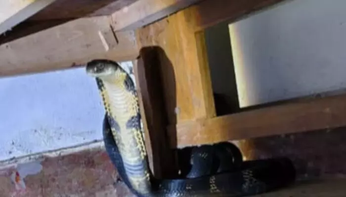 പാതിരാത്രി കിടപ്പുമുറിയിൽ ആരോ..ദേഷ്യത്തിൽ ചീറുന്ന ശബ്ദം; കട്ടിലിനടിയിൽ നോക്കിയതും പേടിപ്പെടുത്തുന്ന കാഴ്ച; പത്തിവിടർത്തി കൂറ്റൻ രാജവെമ്പാല; ഒടുവിൽ സംഭവിച്ചത്