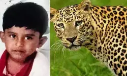 തമിഴ്നാട് വാല്‍പ്പാറയില്‍ വീട്ടുമുറ്റത്ത് കളിച്ചുകൊണ്ടിരുന്ന നാല് വയസുകാരനെ പുലി കടിച്ചു കൊന്നു; മൃതദേഹം കണ്ടെത്തിയത് തേയിലതോട്ടത്തില്‍ നിന്ന്