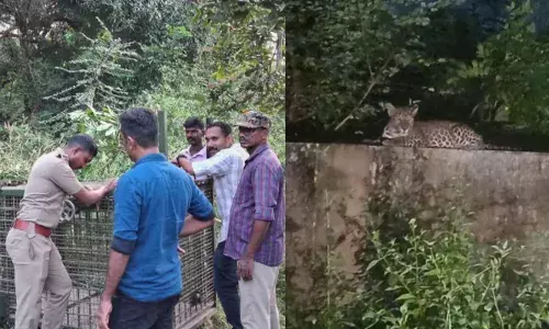 മലമ്പുഴയിലിറങ്ങിയ പുലിയെ പിടികൂടാന്‍ കൂട് സ്ഥാപിച്ചു; രാത്രിയാത്രാ നിയന്ത്രണം തുടരും