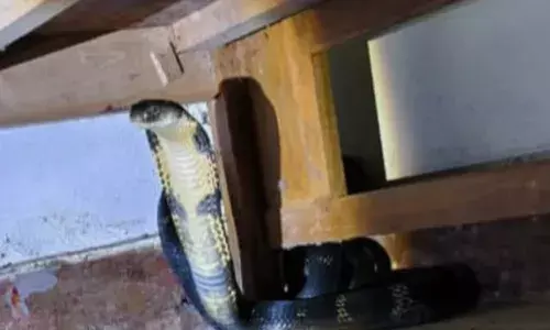 പാതിരാത്രി കിടപ്പുമുറിയിൽ ആരോ..ദേഷ്യത്തിൽ ചീറുന്ന ശബ്ദം; കട്ടിലിനടിയിൽ നോക്കിയതും പേടിപ്പെടുത്തുന്ന കാഴ്ച; പത്തിവിടർത്തി കൂറ്റൻ രാജവെമ്പാല; ഒടുവിൽ സംഭവിച്ചത്