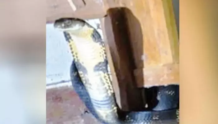 അര്‍ദ്ധരാത്രിയില്‍ കട്ടിലിനടിയില്‍ ശബ്ദം; ടോര്‍ച്ചടിച്ചപ്പോള്‍ കണ്ടത് പടുകൂറ്റന്‍ രാജവെമ്പാല