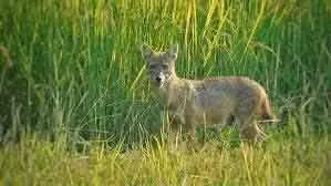 ചായ കുടിച്ചശേഷം കൈ കഴുകുന്നതിനിടെ കുറുനരി ആക്രമിച്ചു; കുറുനരിയുടെ ആക്രമണത്തില് യുവാക്കള്ക്ക് പരിക്ക് ചായ കുടിച്ചശേഷം കൈ കഴുകുന്നതിനിടെ കുറുനരി ആക്രമിച്ചു; കുറുനരിയുടെ ആക്രമണത്തില് യുവാക്കള്ക്ക് പരിക്ക്